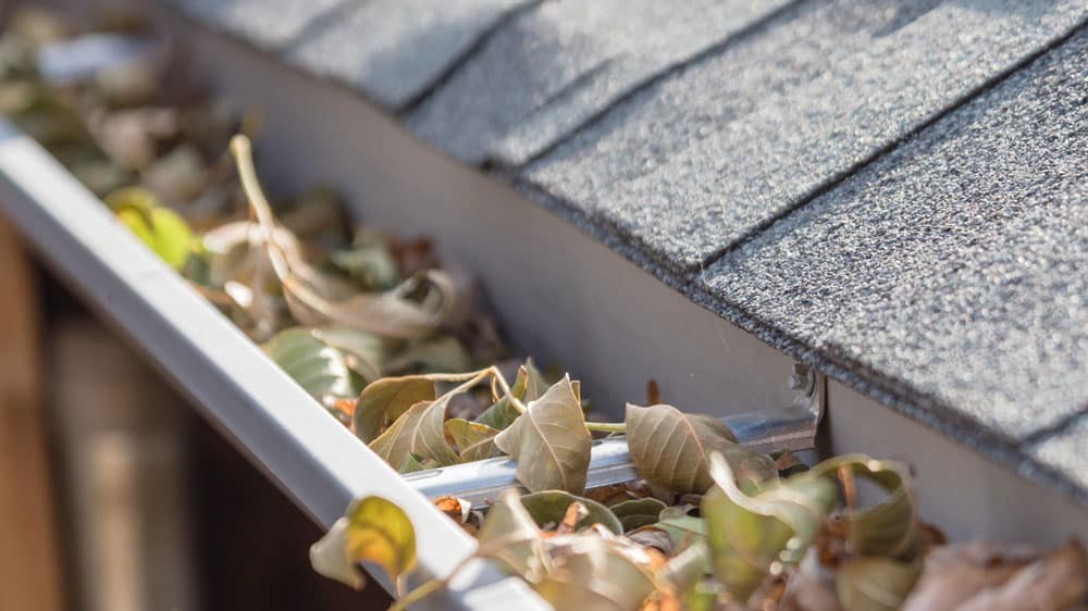 Bilde av en takrenne full av blader som tetner takrennene på huset - Midt-Norsk Vask AS - Fasadevask